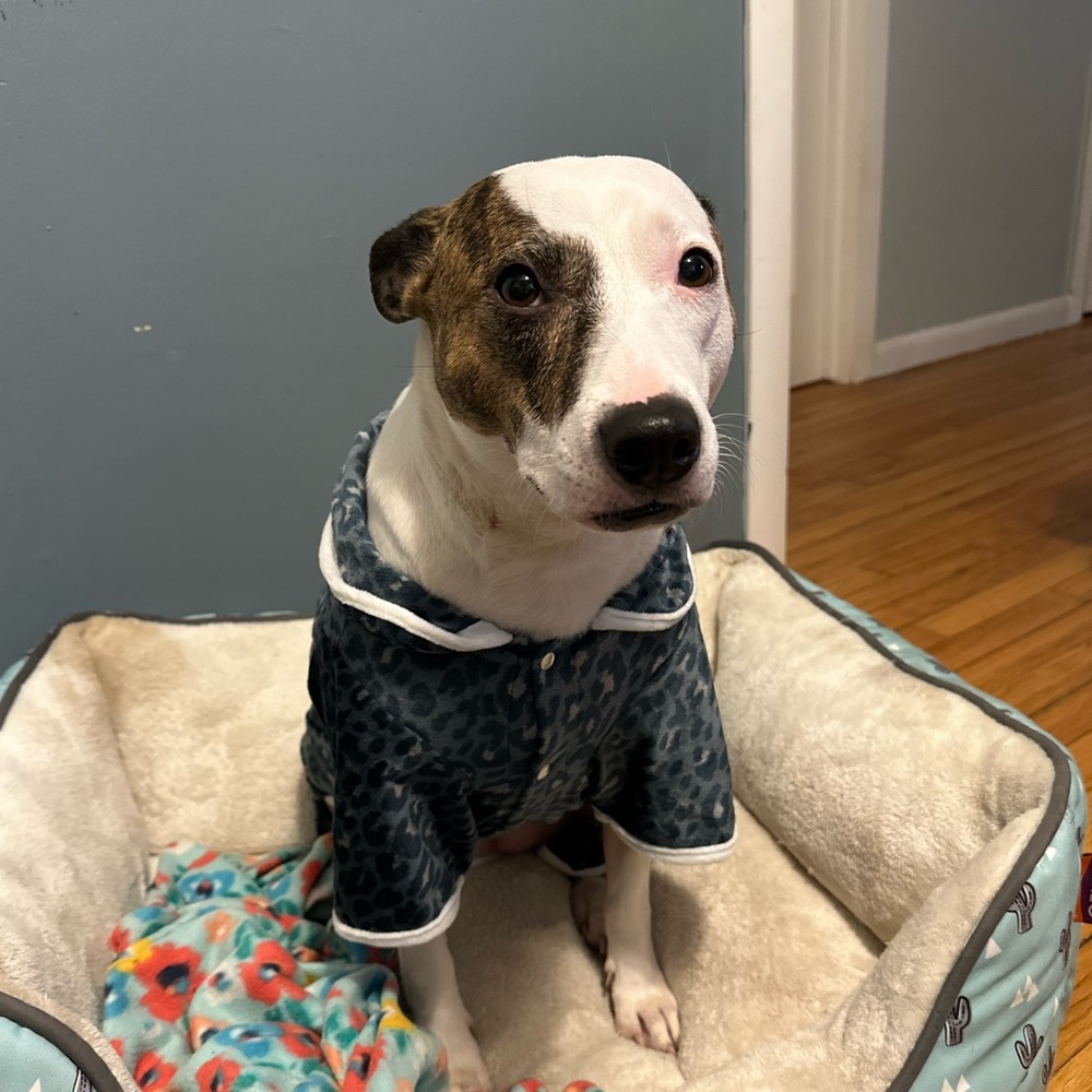 Dog PJs